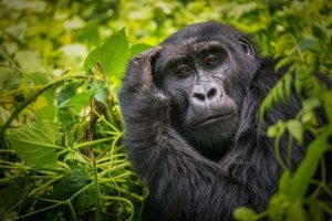 Gorilla Tracking Africa