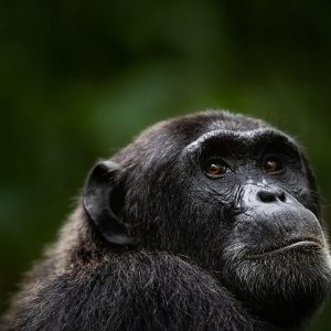 3 Days Rwanda Chimpanzee and Canopy Walk Safari