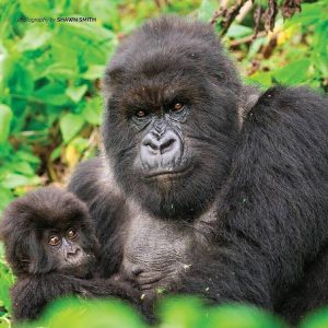 3 Days Rwanda Gorilla Trekking safari in VOLCANOES PARK